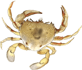 paddle-crab