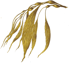 seaweed-2