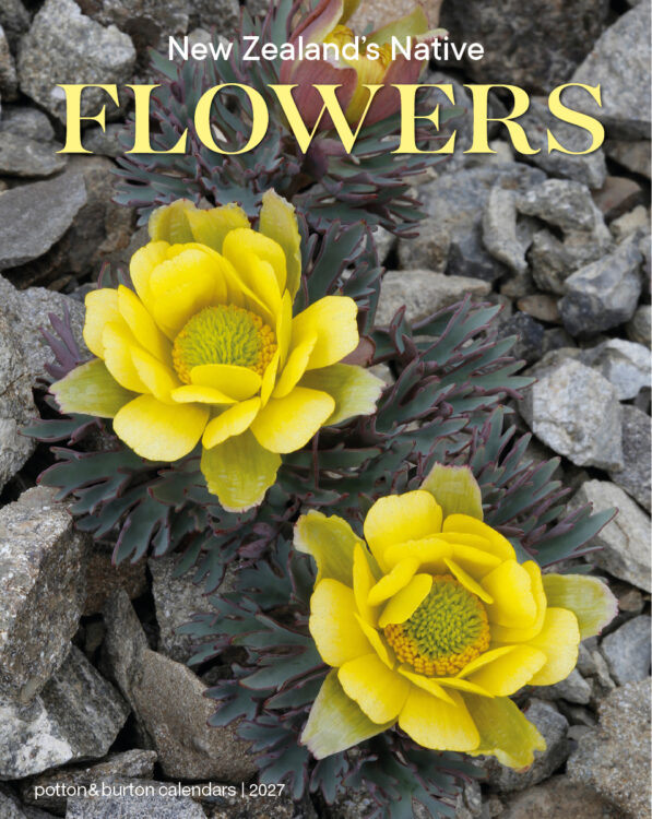 2027 New Zealand’s Native Flowers Calendar